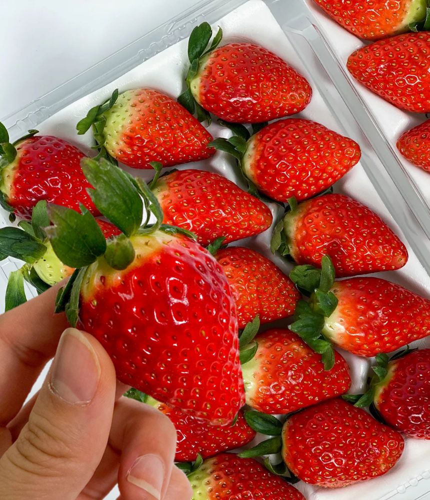 논산 킹스베리 왕딸기와 복숭아향이 가득한 럭키비키 딸기, 지금 만나보세요!