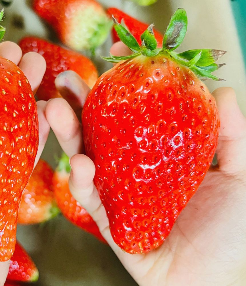 달콤한 딸기와 복숭아 향이 가득한 논산 왕딸기, 지금 바로 만나보세요!