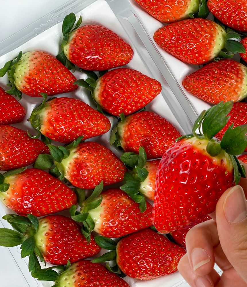 집에서 간편하게 즐기는 달콤한 딸기, 논산 킹스베리 왕딸기 소개