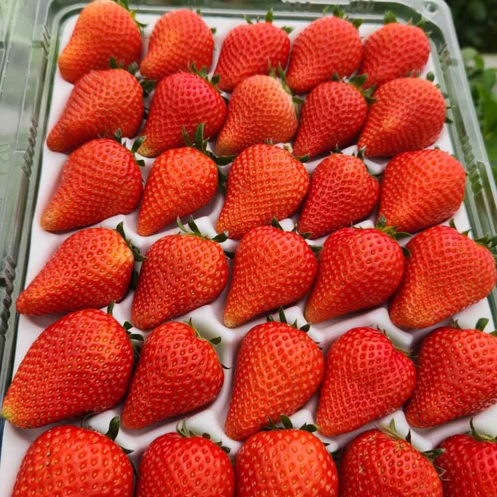 신선하고 달콤한 논산 설향딸기, 지금 바로 만나보세요!