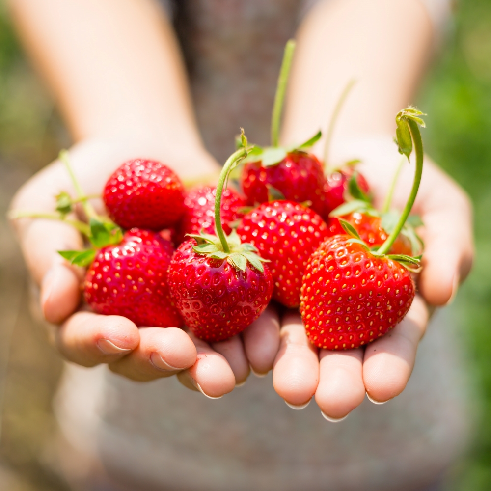 달콤한 담양 딸기, 홍희 프리미엄 고당도 맛보기