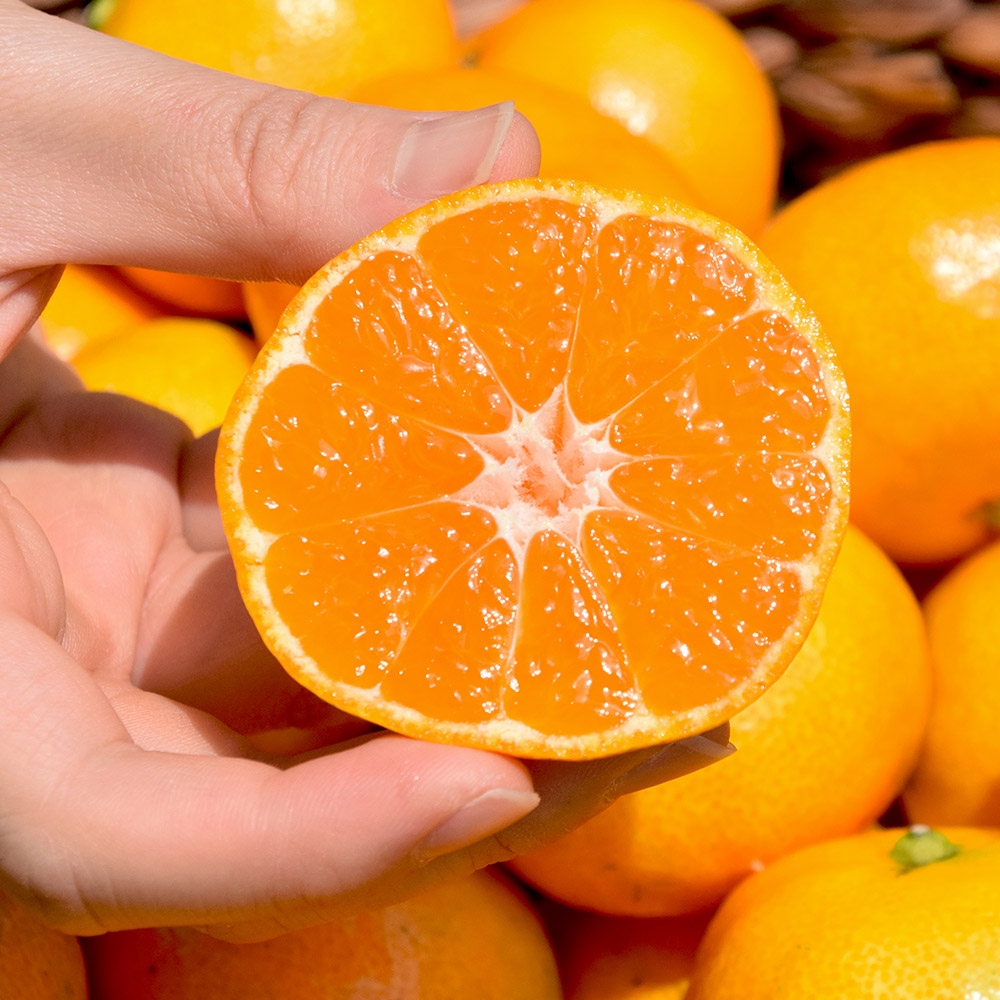 제주 감귤로 만든 프리미엄 선물 세트, 설날 가정용으로 딱 좋아요!