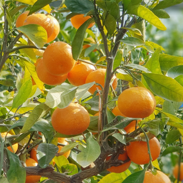 제주 감귤 맛있게 즐기기! 달콤한 과일 선물 추천