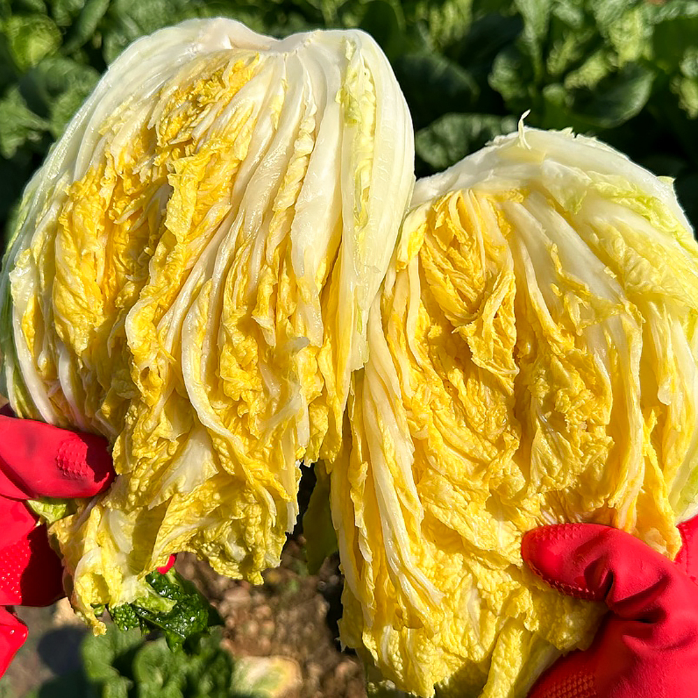 신선하고 속 꽉 찬 천일염 배추로 김장 준비하세요!