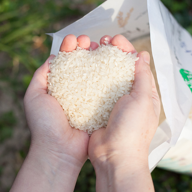 신선한 햅쌀 20kg, 오늘 바로 도정한 부안 해풍쌀로 건강한 한 끼를 시작하세요!