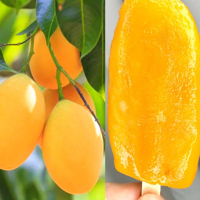 더운 여름날 시원하게 즐기기 딱 좋은 천연 망고바 추천!