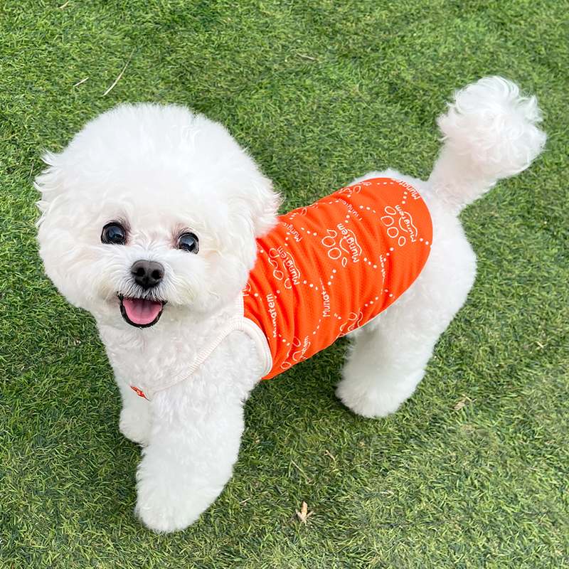 더운 여름 강아지에게 딱! 시원하고 편안한 쿨 조끼 추천