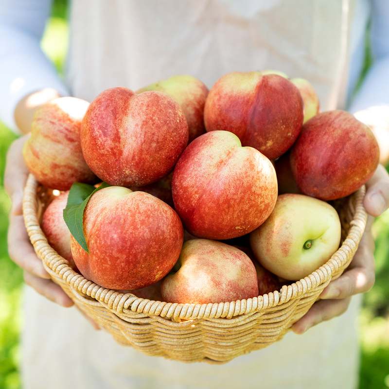 달콤하고 신선한 복숭아, 어떤 종류가 있을까?