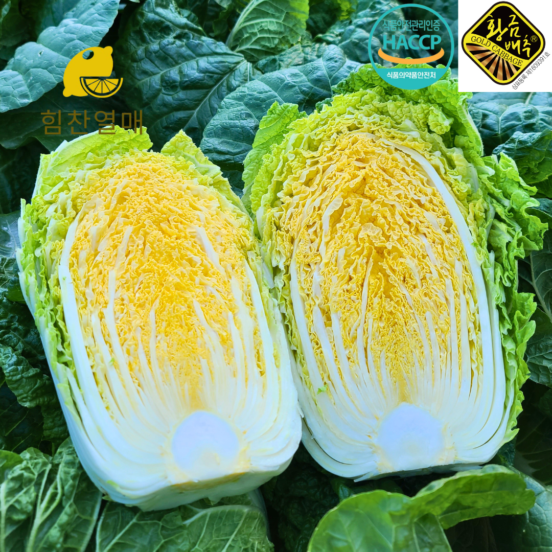 친근하게 다가오는 배추 절임, 해남 황금 배추로 김장 준비하세요!