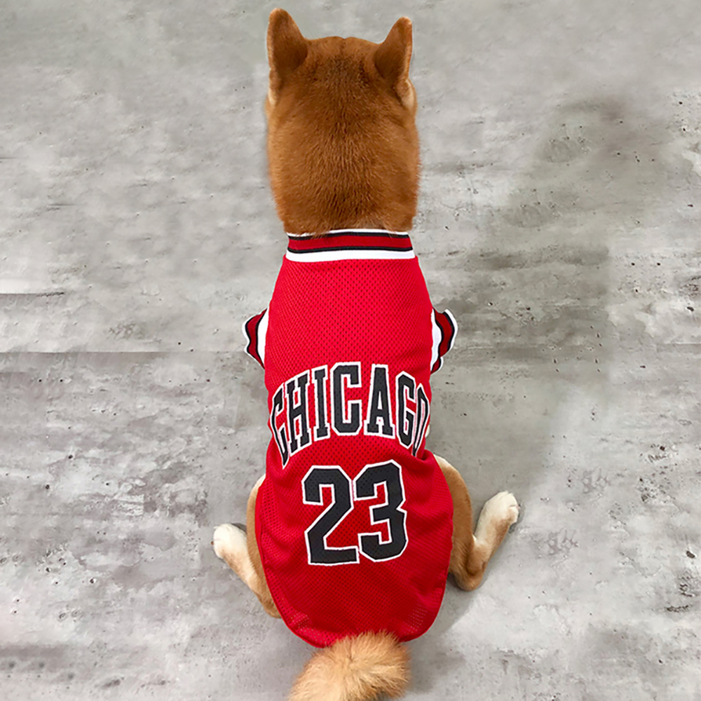 강아지 여름 옷, 편하고 귀엽게 입혀보세요!