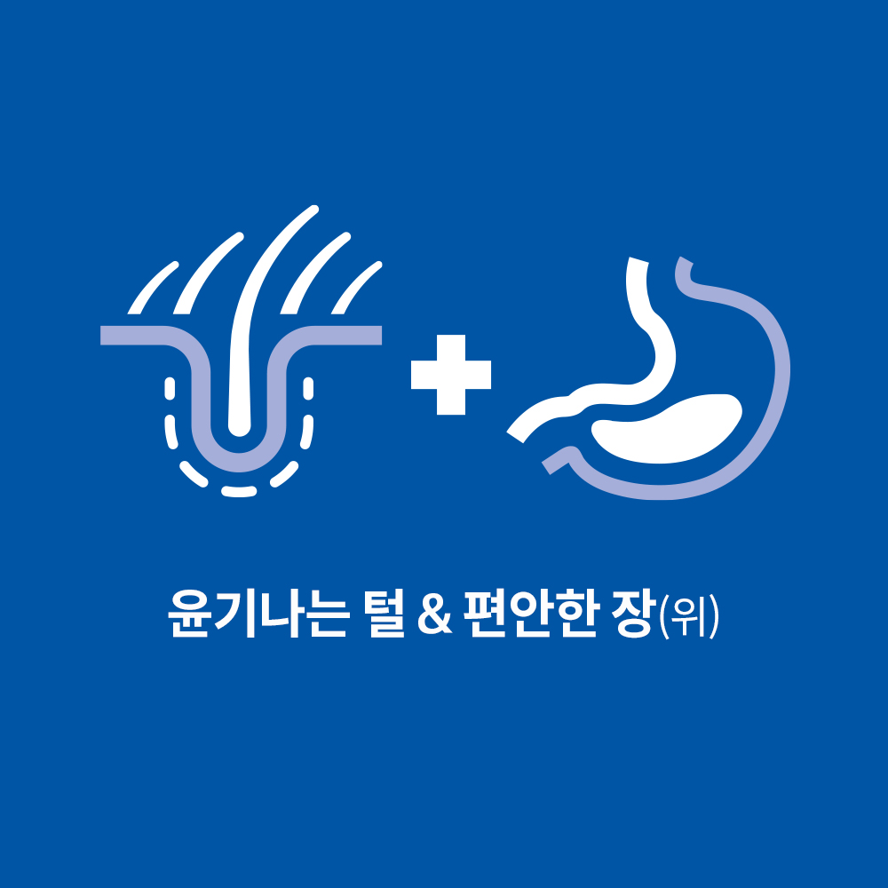 반려견을 위한 건강한 식사, 강아지 사료 추천과 선택 팁
