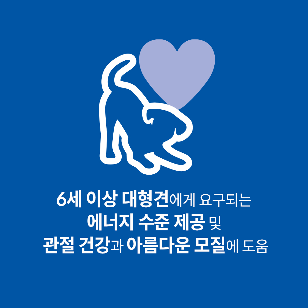 대형견을 위한 건강한 시니어 사료, 힐스 라지브리드 12kg로 챙기세요!