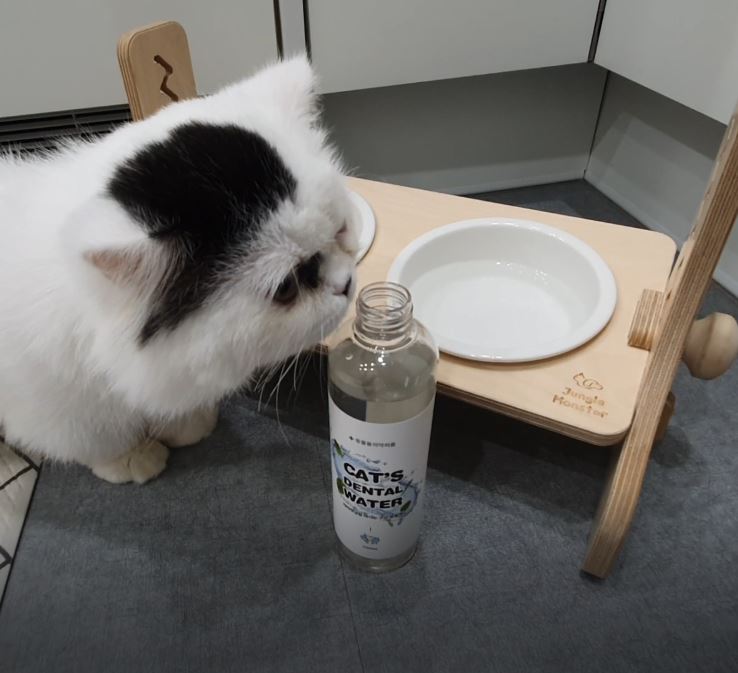 고양이 건강을 위한 마시는 치약, 정글몬스터 캣 덴탈워터 추천해요!