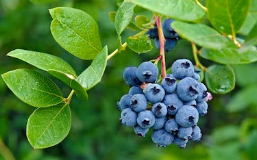 가정에서도 간편하게 즐기는 야생 빌베리 디스펜서, 3리터 용량으로 넉넉하게!