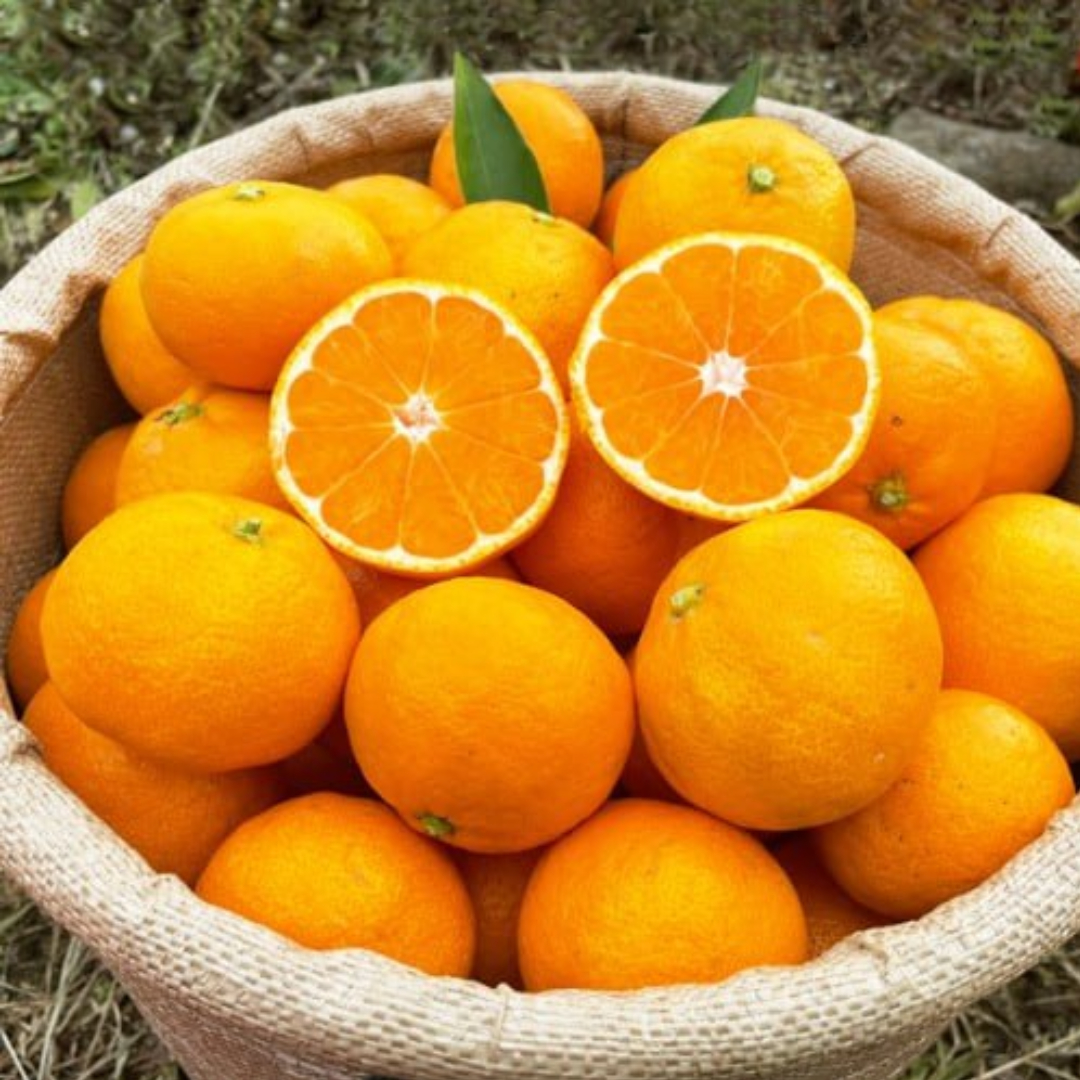 서귀포 감귤, 노지 재배로 더 신선하게 즐기기