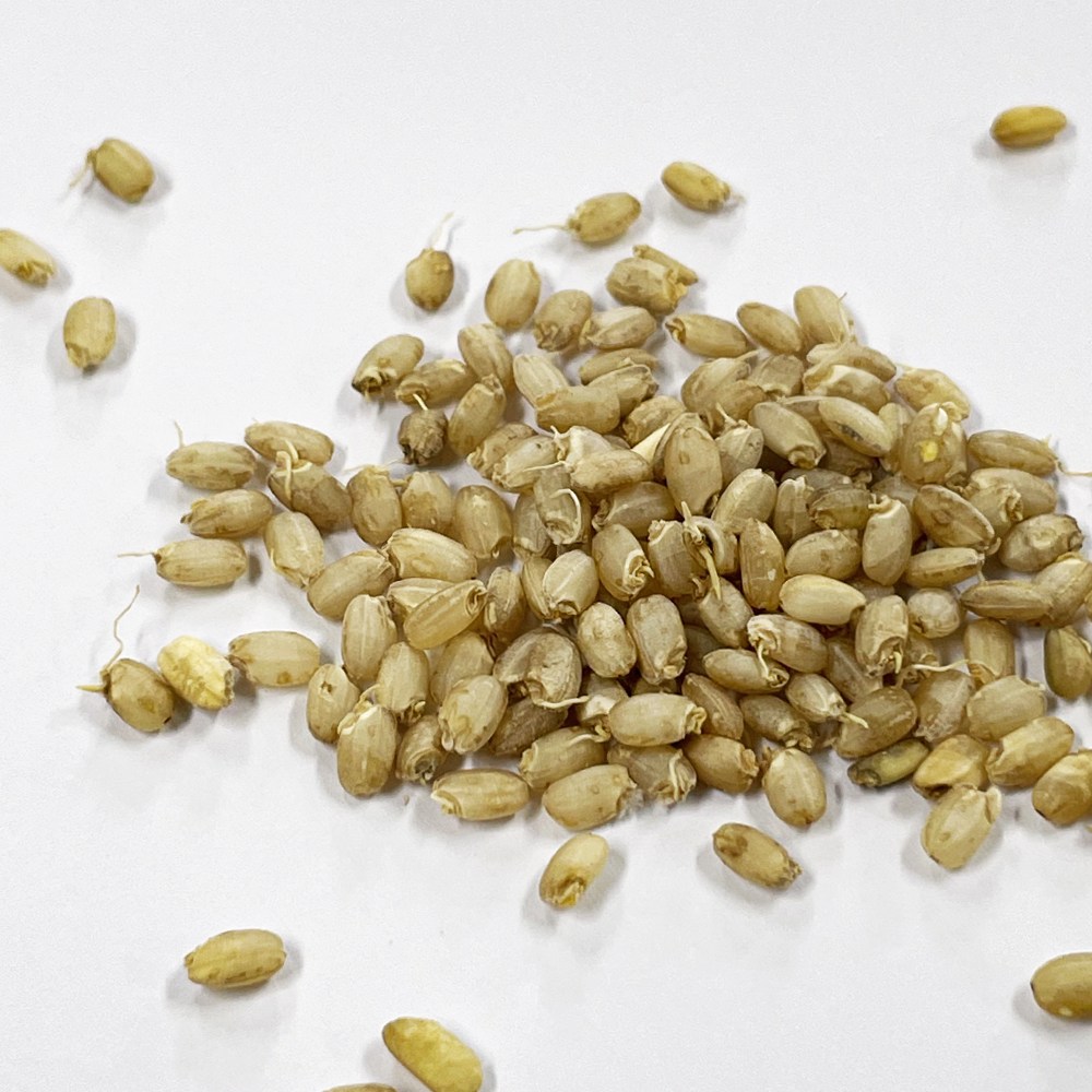 일상 속 건강 챙기기! 고함량 바나듐쌀 10kg 한 포로 시작하세요