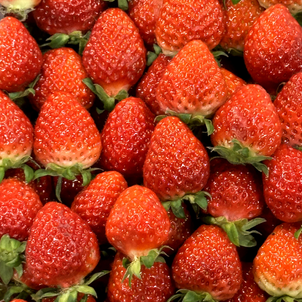 신선하고 달콤한 논산 설향딸기, 지금 바로 만나보세요!