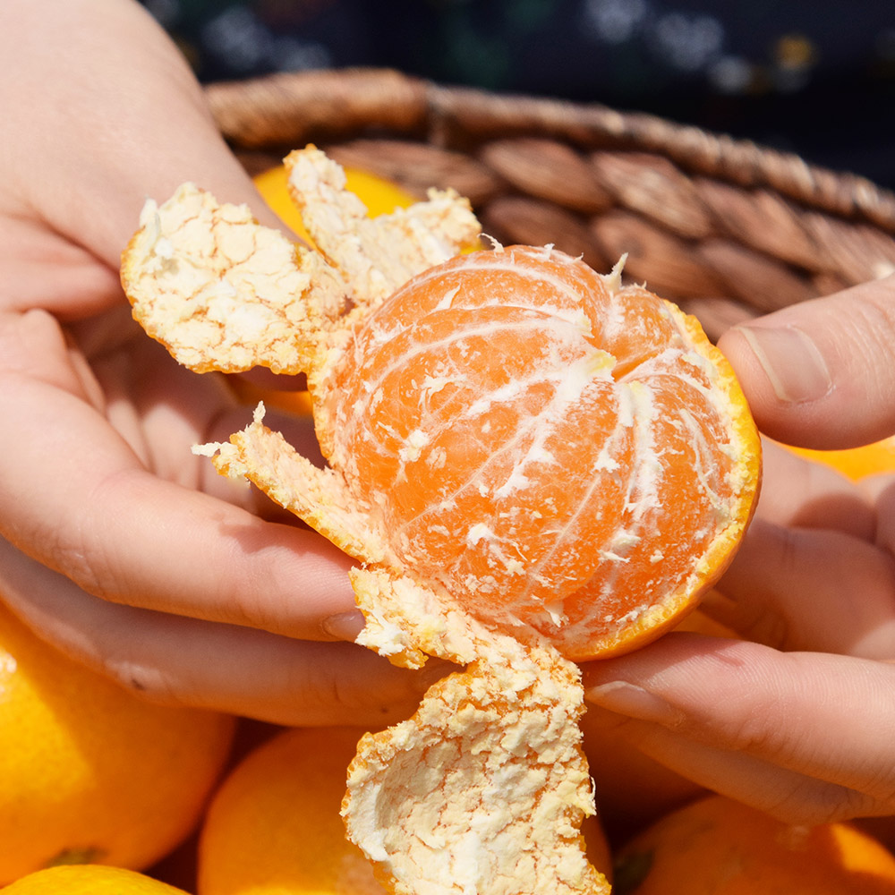 제주 감귤로 만든 프리미엄 선물 세트, 설날 가정용으로 딱 좋아요!