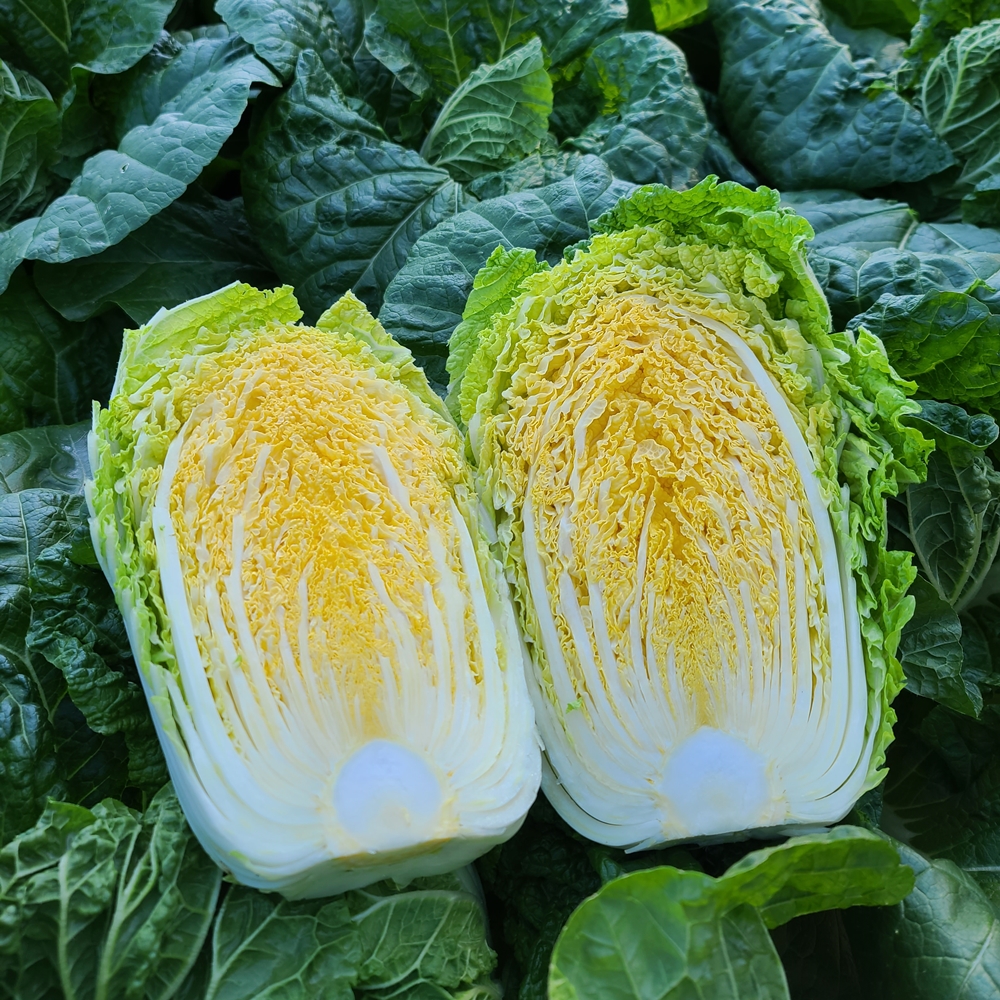 친근하게 다가오는 배추 절임, 해남 황금 배추로 김장 준비하세요!