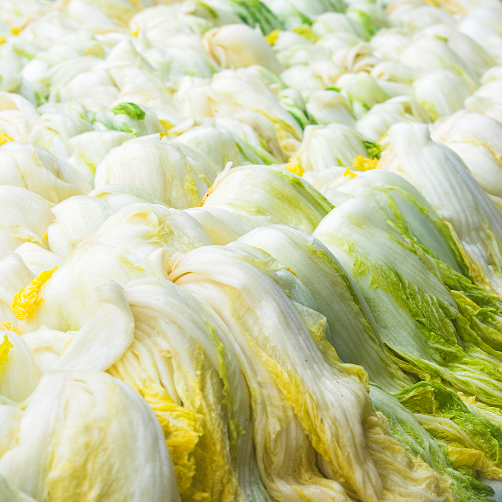 신선하고 속 꽉 찬 천일염 배추로 김장 준비하세요!