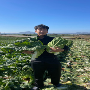 김장철 필수! 해남에서 만든 신선한 절임배추로 맛있게 김장하세요