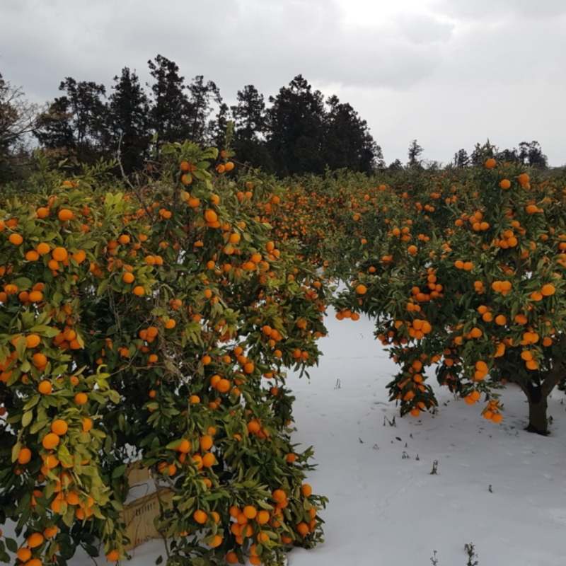 신선한 제주 감귤, 집에서 즐기기 좋은 10kg과 5kg 세트 추천!