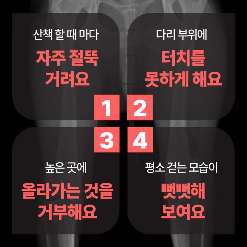 강아지 관절 건강을 위한 영양제, 쉽게 챙기기 좋은 선택!