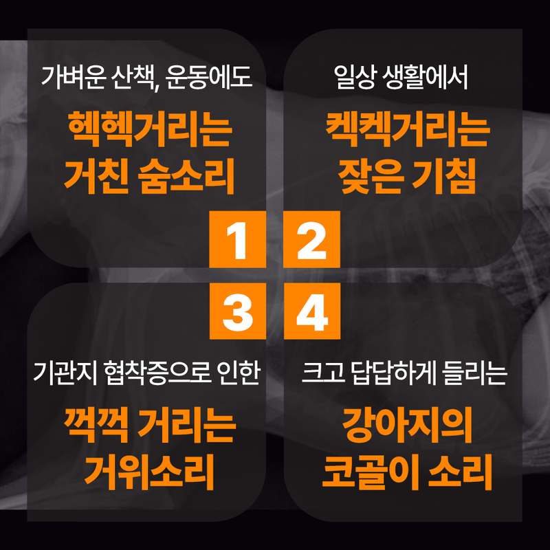 강아지 건강을 위한 기관지 영양제, 이렇게 선택하세요!