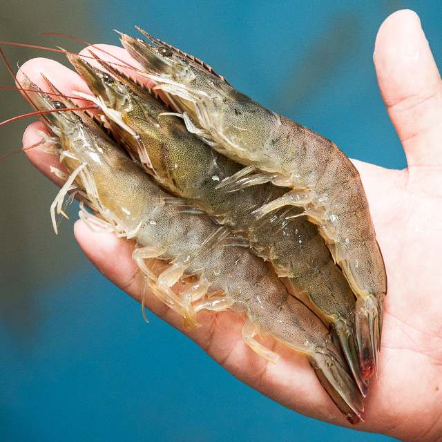 집에서 즐기는 신선한 흰다리새우, 1kg 한 번에 맛보세요!