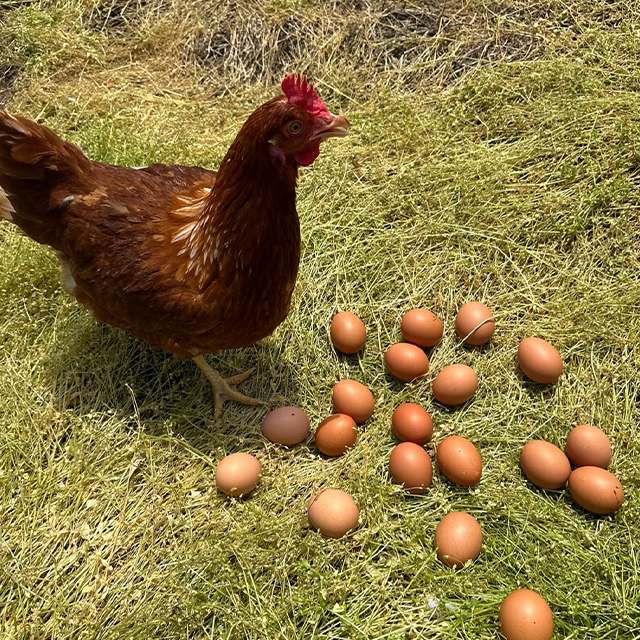 신선하고 건강한 유정란, 20개 한 번에 만나보세요!