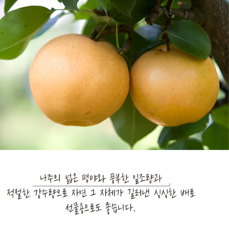 쉽고 맛있게 즐기는 나주 배 선물세트, 특별한 날에 딱 좋아요!