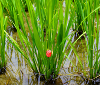 집에서 맛있게 즐기는 일품 햅쌀, 다양한 무게로 만나보세요!