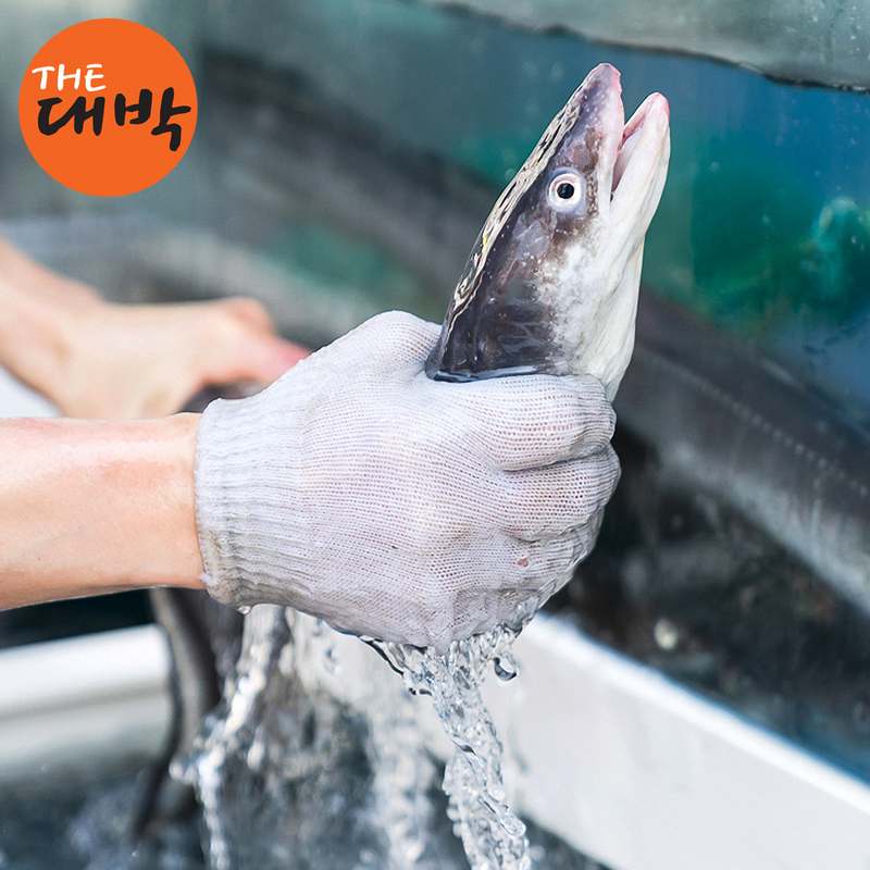 통영의 신선한 바다장어와 붕장어, 아나고로 건강하게 보양하세요!