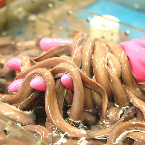 집에서 즐기는 신선한 마산산 손질 꼼장어, 맛있게 먹는 방법과 구매 팁