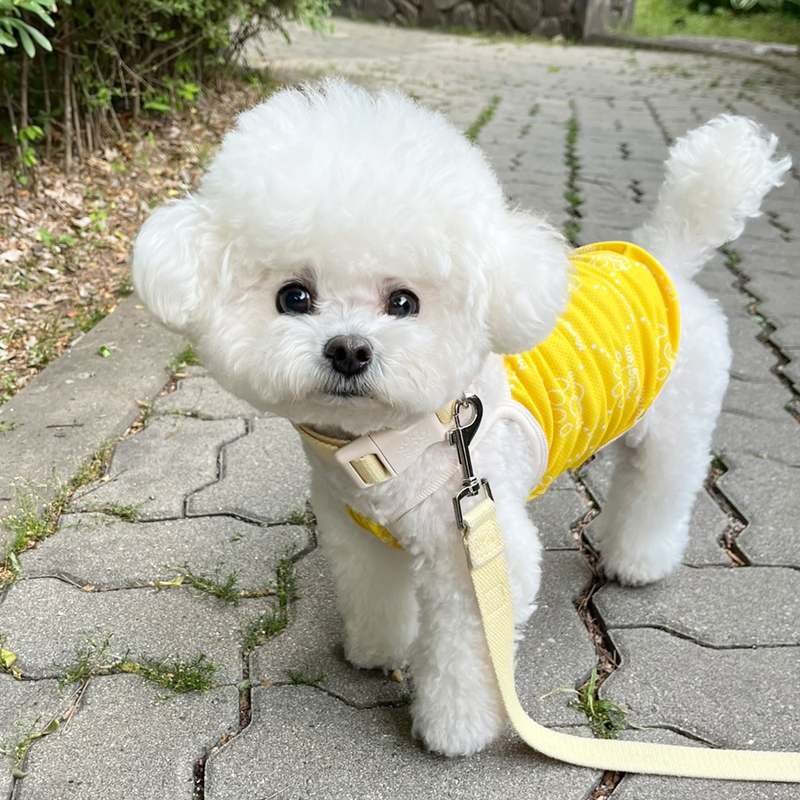 더운 여름 강아지에게 딱! 시원하고 편안한 쿨 조끼 추천