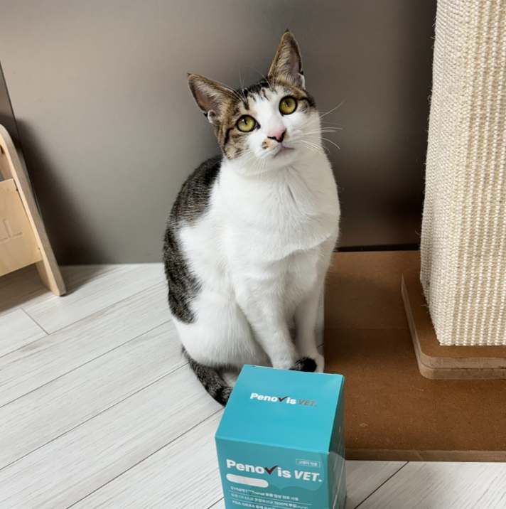 우리 고양이 건강을 위한 최고의 선택, 유산균과 영양제 이야기