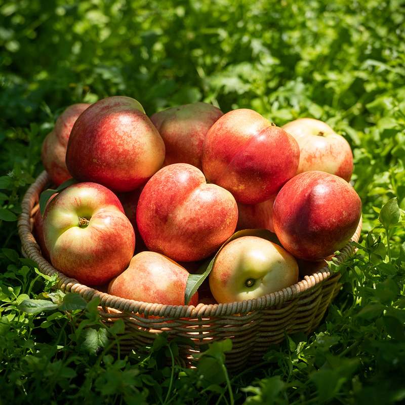 달콤하고 신선한 복숭아, 어떤 종류가 있을까?