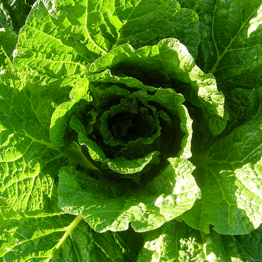 친근하게 즐기는 유기농 절임배추와 천일염, 집에서 쉽게 만들기