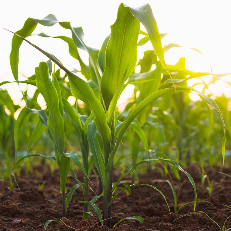 달콤하고 신선한 초당옥수수, 집에서 간편하게 즐기기