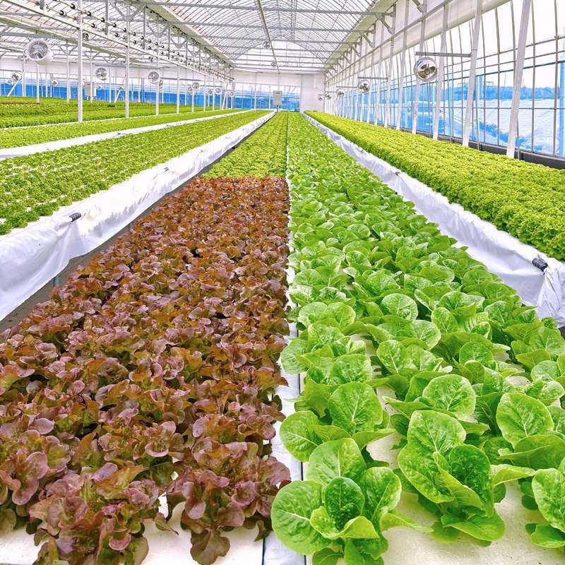 신선한 유럽식 샐러드 채소, 집에서 간편하게 즐기기