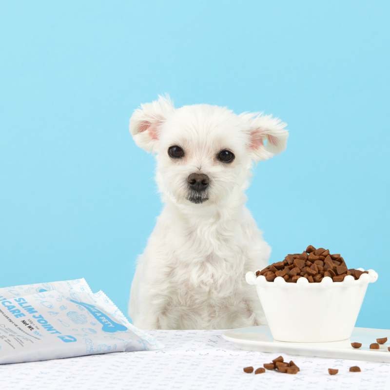 강아지 체중과 관절 건강을 동시에 챙기는 맛있는 소프트 사료 추천