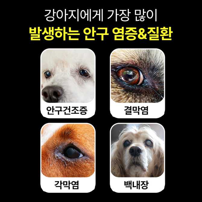 강아지 눈 건강을 위한 영양제, 어떤 제품이 좋을까?