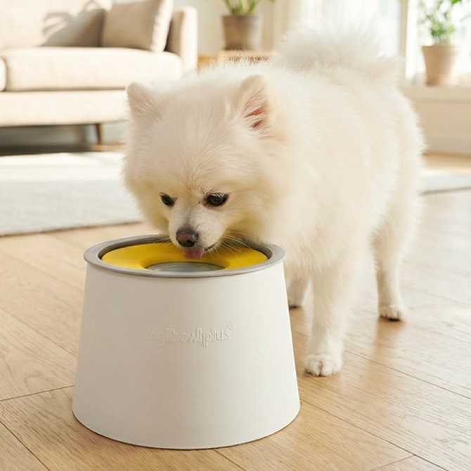 집에서 편하게 쓰기 좋은 강아지와 고양이용 물그릇 추천