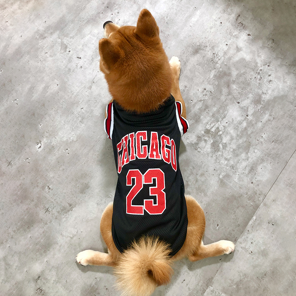 강아지 여름 옷, 편하고 귀엽게 입혀보세요!