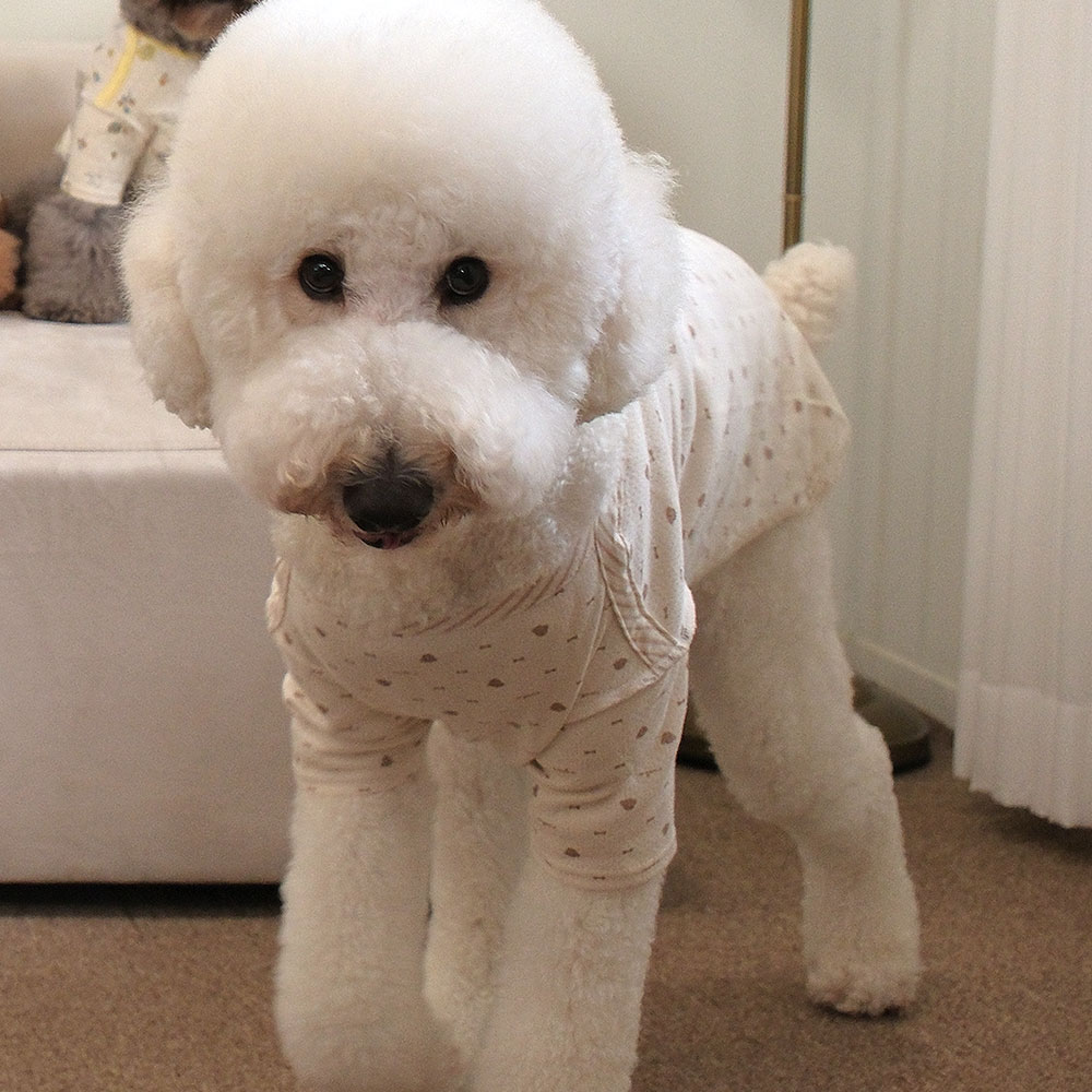 집에서 강아지 옷 입히기, 편안하고 귀여운 잠옷 추천!