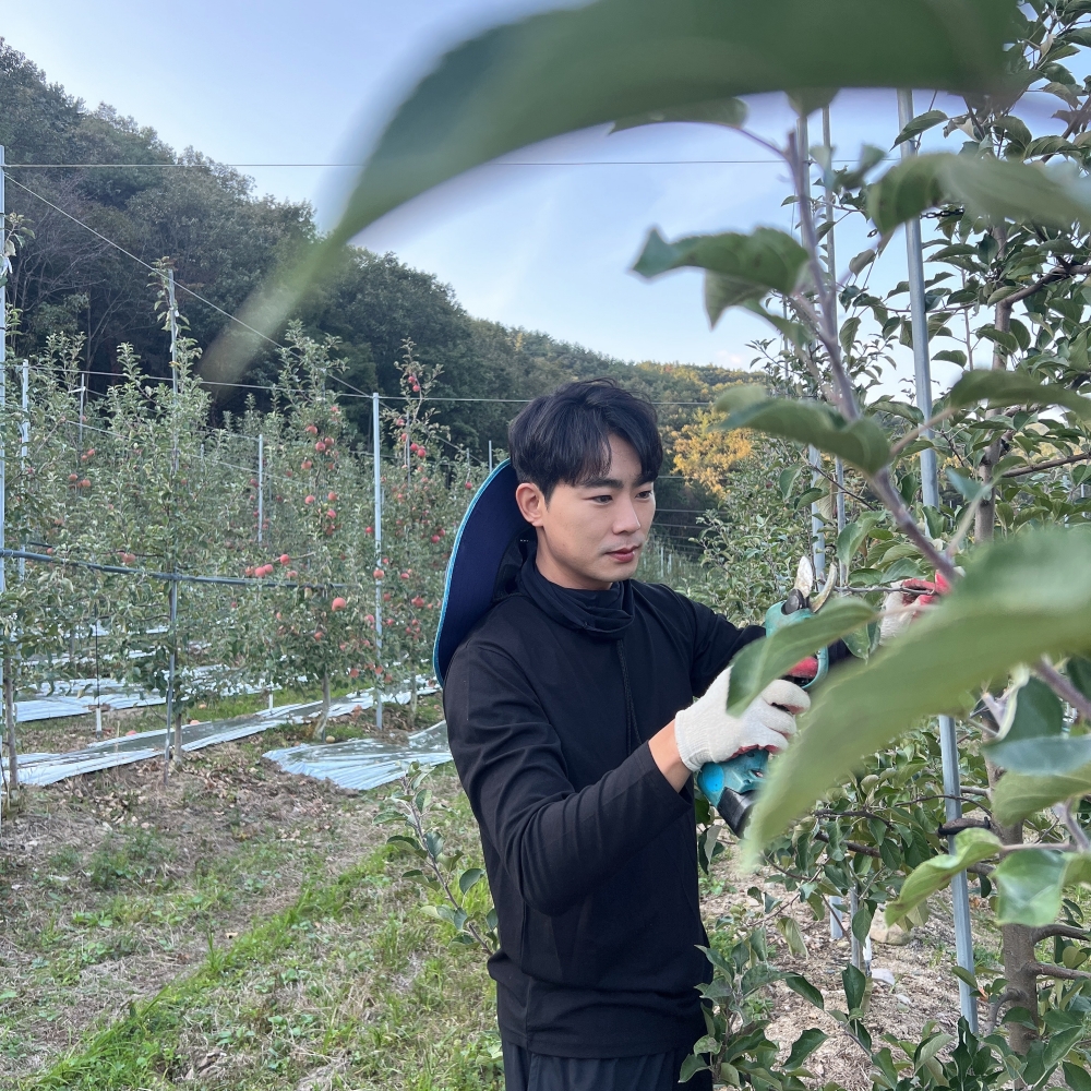 달콤하고 신선한 안동사과, 지금 바로 만나보세요!