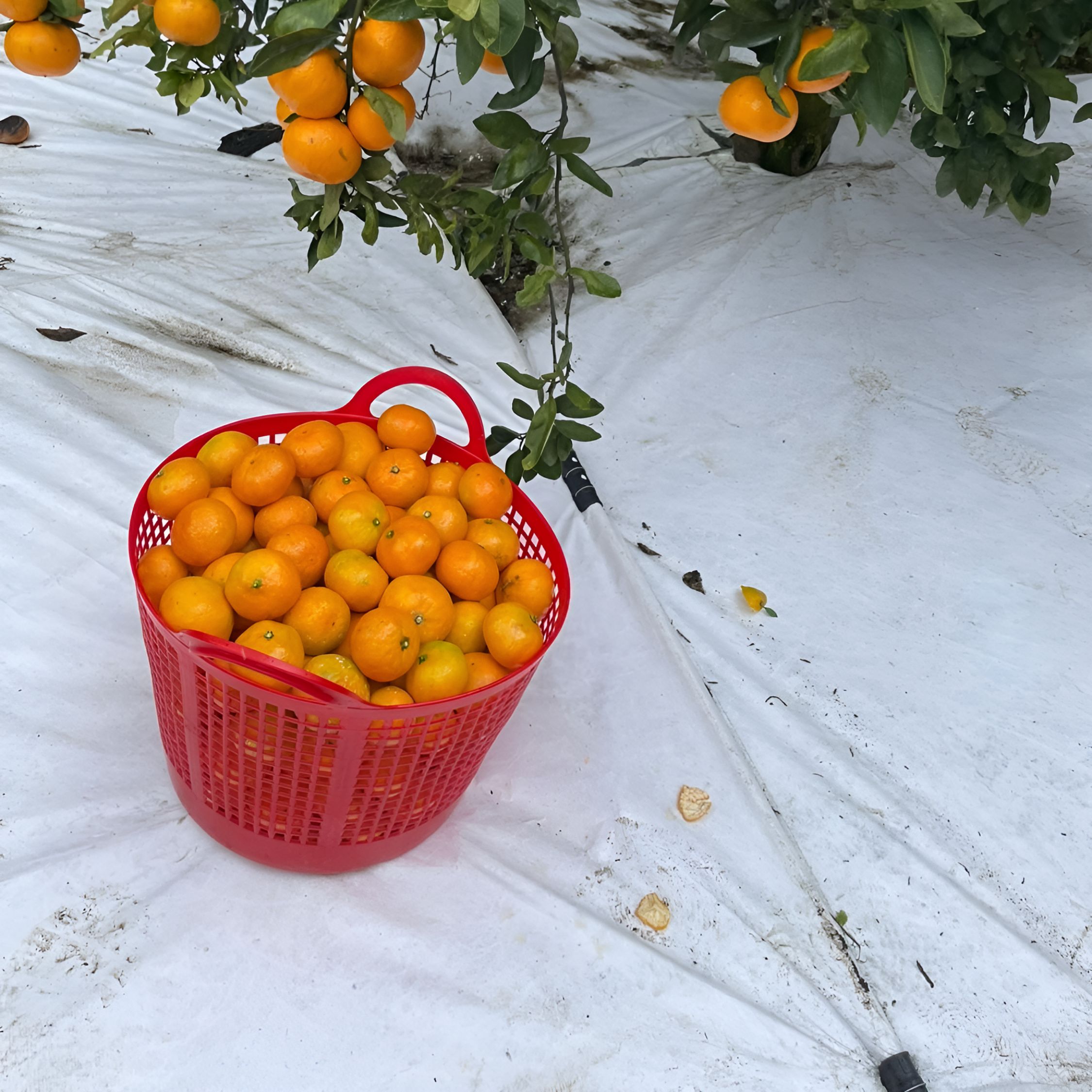 제주에서 만나는 신선한 타이벡 포장 감귤, 지금 바로 확인하세요!