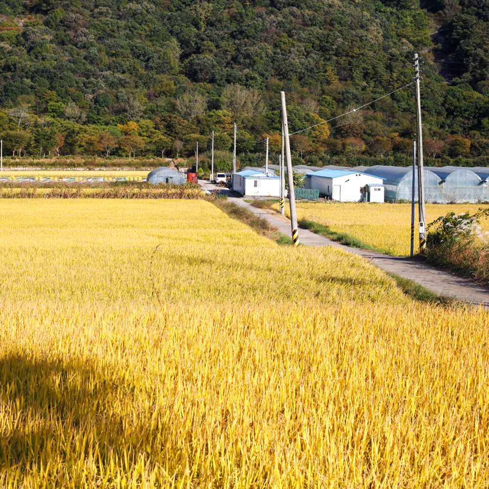 신선하고 맛있는 부안 햅쌀 10kg 주문 후 당일 도정으로 밥맛이 뛰어난 현미쌀