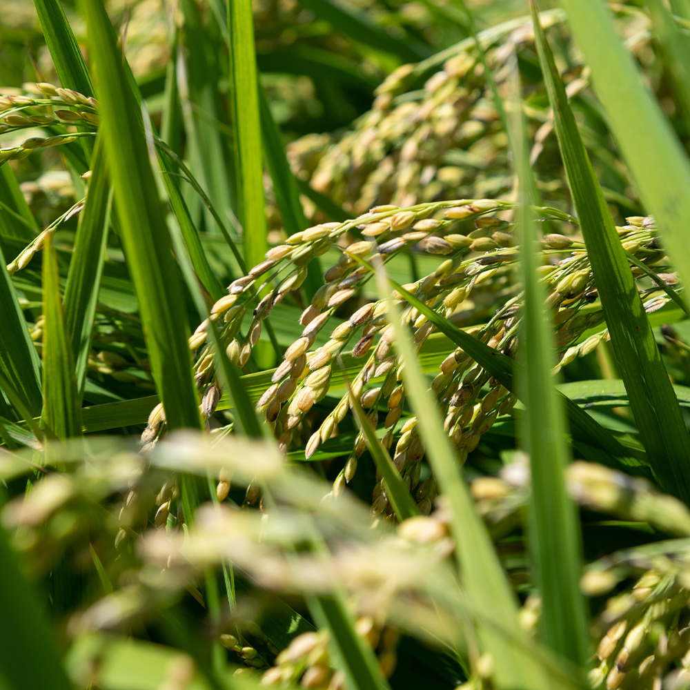 집에서 맛보는 건강한 유기농 쌀, 산청산 쌀 10kg 백미 추천!