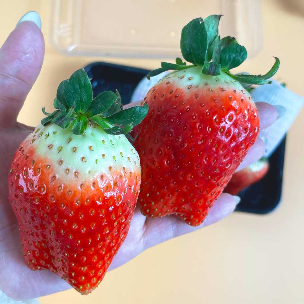 신선하고 달콤한 논산 설향딸기, 지금 바로 만나보세요!